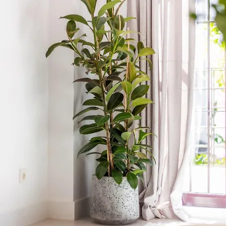 Maestranza Exclusive Townhouse Close To Puerto Banus With Bbq Pool Apartment *